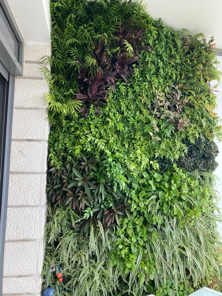 קיר ירוק במרפסת